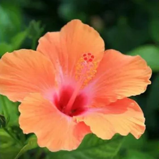 Hibiscus