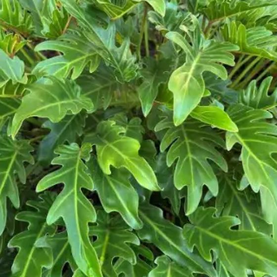 Philodendron Xanadu