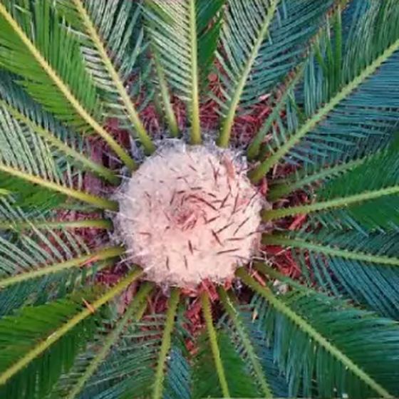 Sago Palm
