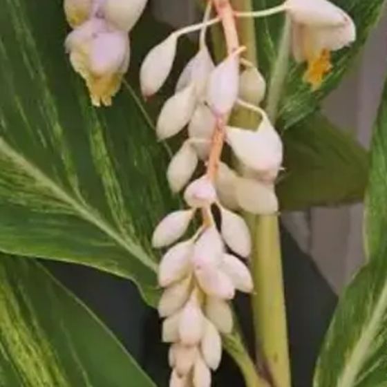 Shell Ginger