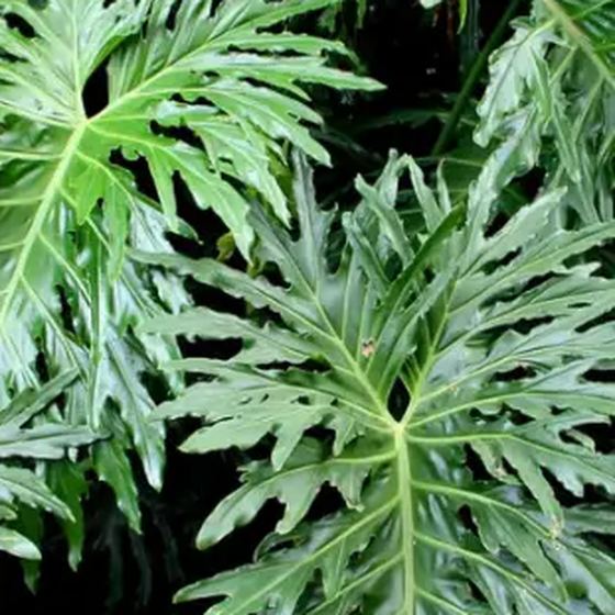 Split-Leaf Philodendron