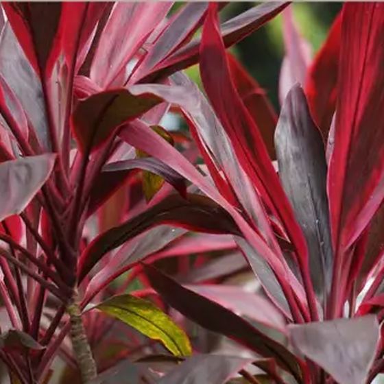 Ti Plant (Cordyline)
