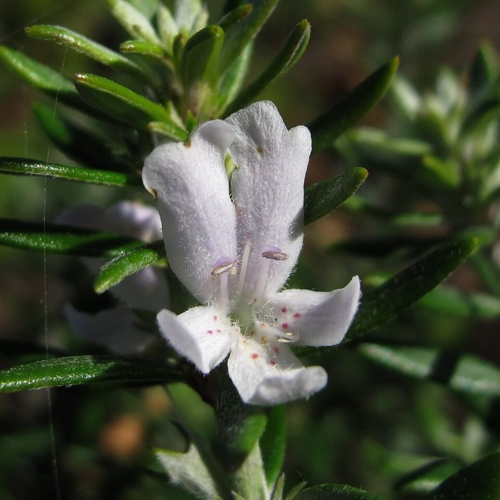 Westringia