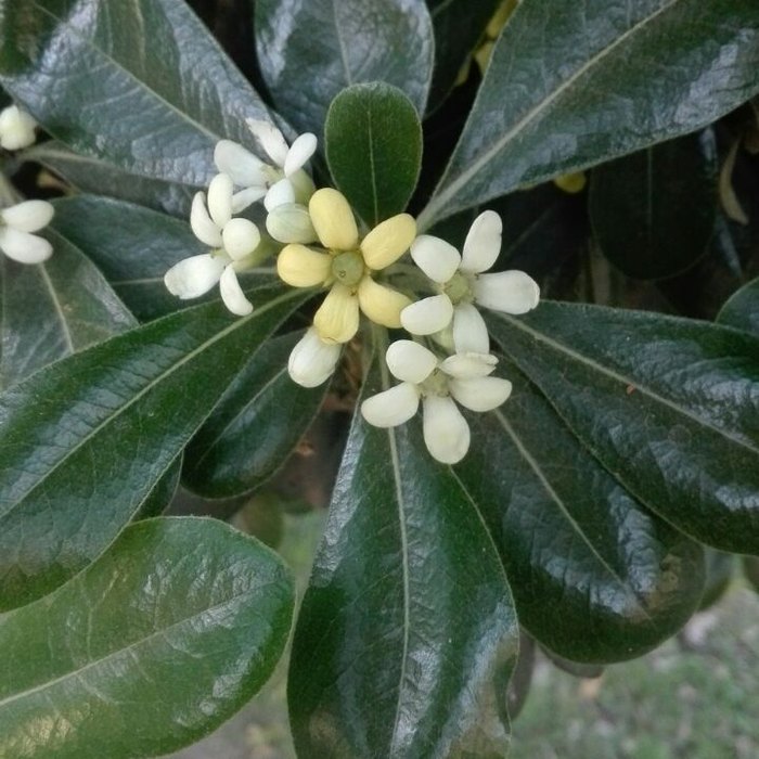 Wheeler's Dwarf Pittosporum