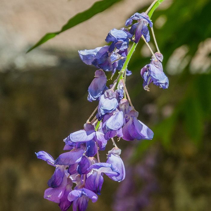 Wisteria