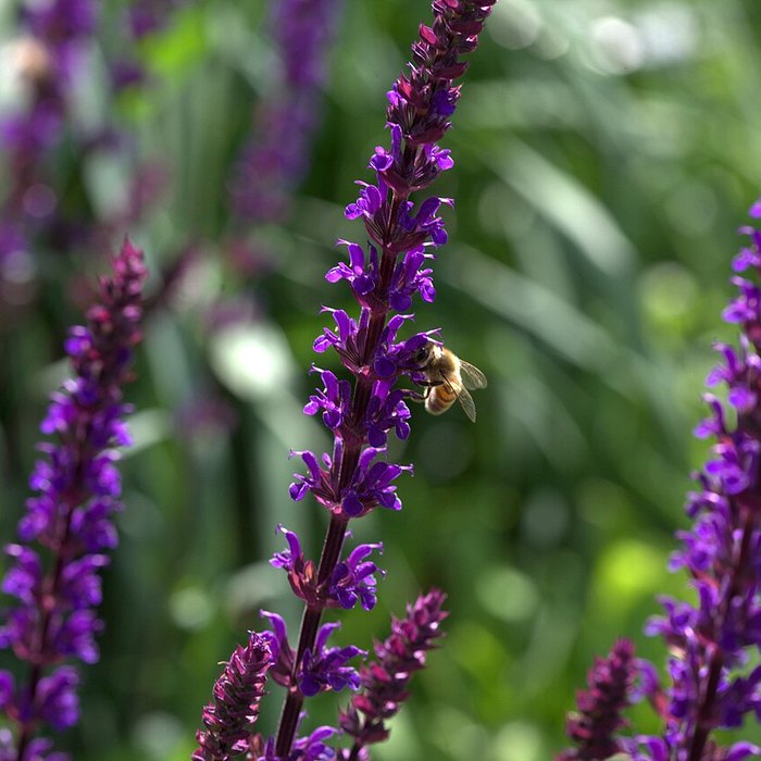 Woodland Sage